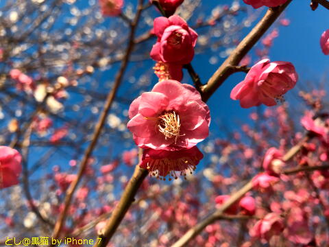 梅の花