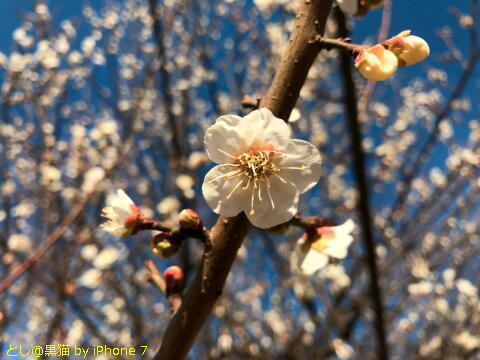 梅の花