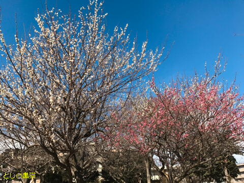 公園の梅の花