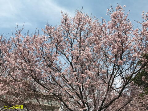 桜が満開