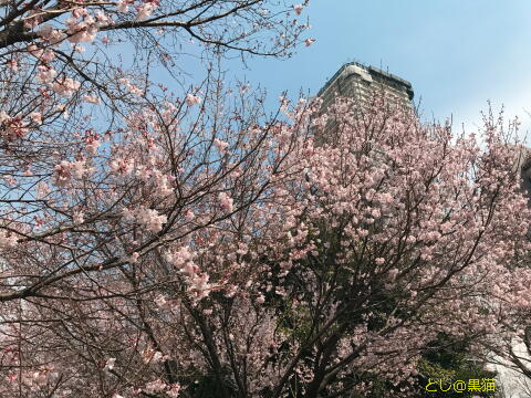 桜が満開