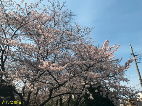 病院の前の桜