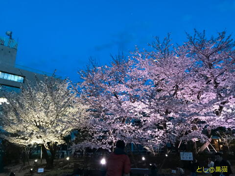 しながわ中央公園 夜桜 お花見