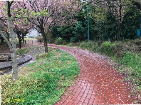 花びらが散る