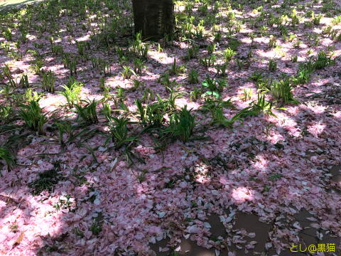 桜の花びら