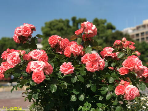 大通り公園を散歩