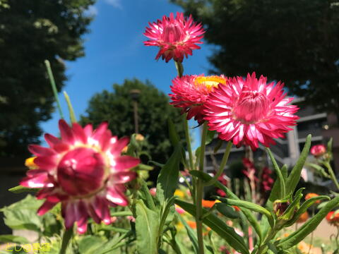 夏の花 と 夕陽