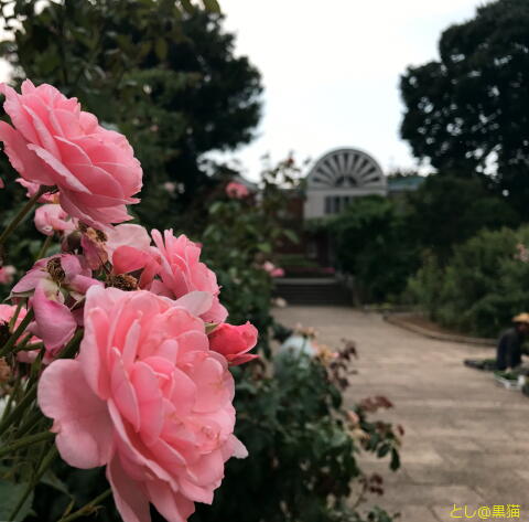 横浜 山手111番館で雨宿りアフタヌーンティー