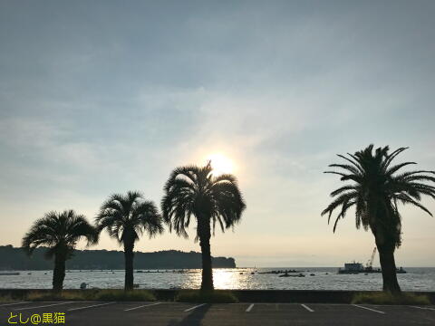 西伊豆 大瀬崎 外海でウミウシ探し その1