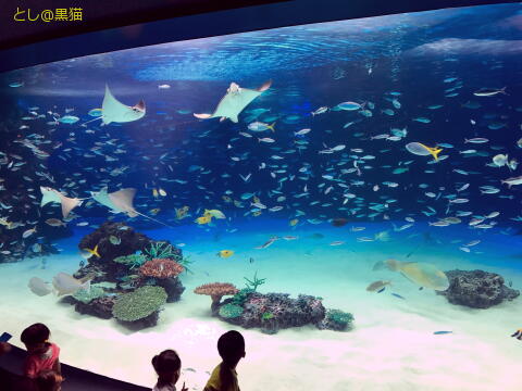 キミは空飛ぶペンギンを見たか？ サンシャイン水族館 その1