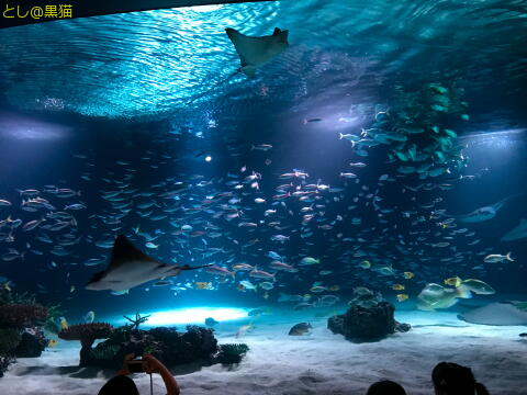 キミは空飛ぶペンギンを見たか？ サンシャイン水族館 その1