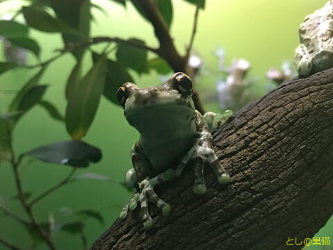 キミは空飛ぶペンギンを見たか？ サンシャイン水族館 その2