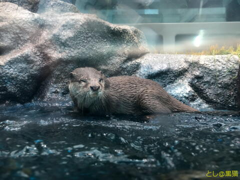 キミは空飛ぶペンギンを見たか？ サンシャイン水族館 その2