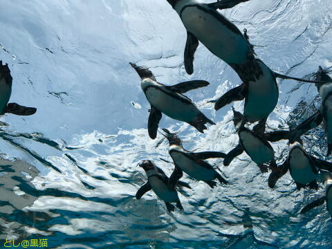 キミは空飛ぶペンギンを見たか？ サンシャイン水族館 その2