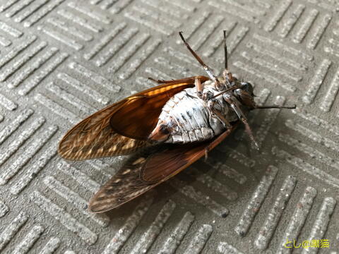 夏風邪でダウン