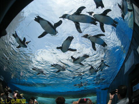 キミは空飛ぶペンギンを見たか？ サンシャイン水族館 その2