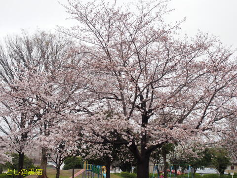 桜 まばらに満開