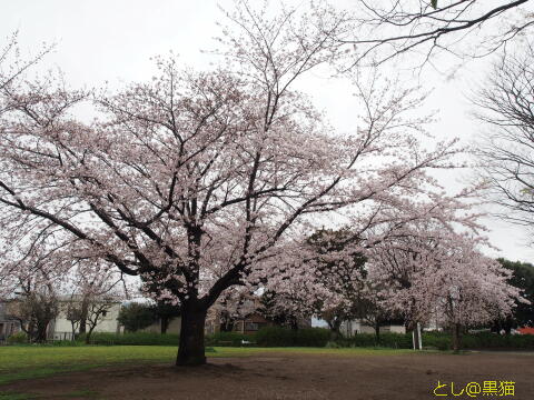 桜 まばらに満開