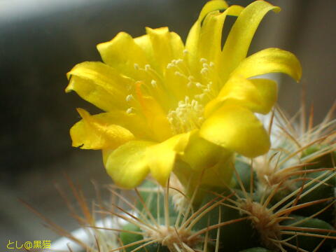 初めて咲いたサボテンの花