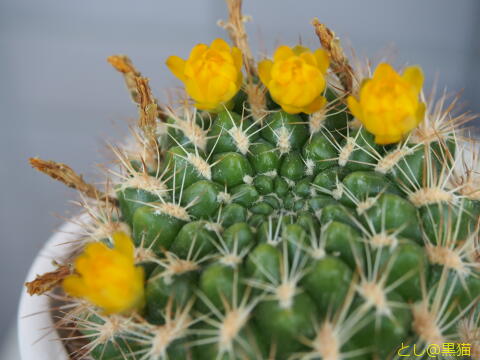 名無し サボテン 開花ラッシュ