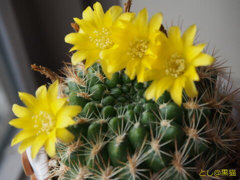 名無し サボテン 開花ラッシュ