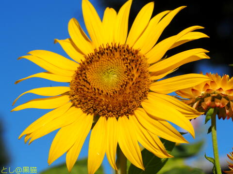 夏の花 と 夕陽