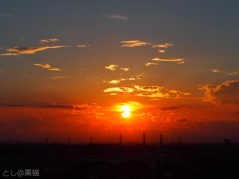 夏の花 と 夕陽