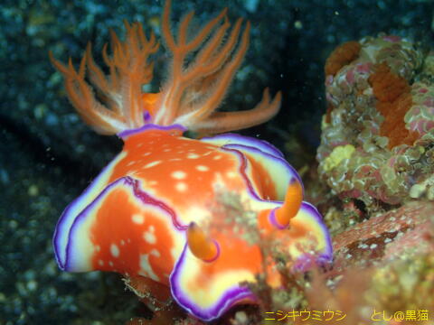 西伊豆 大瀬崎 外海でウミウシ探し その2