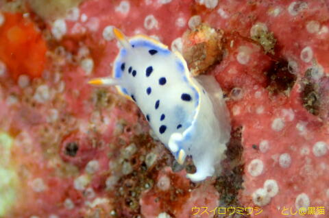 西伊豆 大瀬崎 外海でウミウシ探し その2