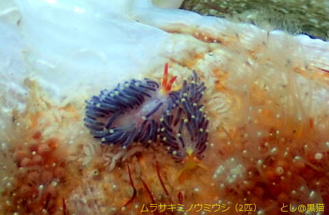 西伊豆 大瀬崎 外海でウミウシ探し その2