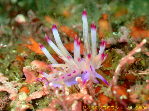 西伊豆 大瀬崎 外海でウミウシ探し その2