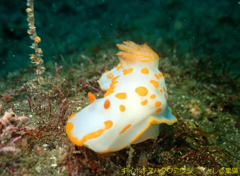 西伊豆 大瀬崎 外海でウミウシ探し その2