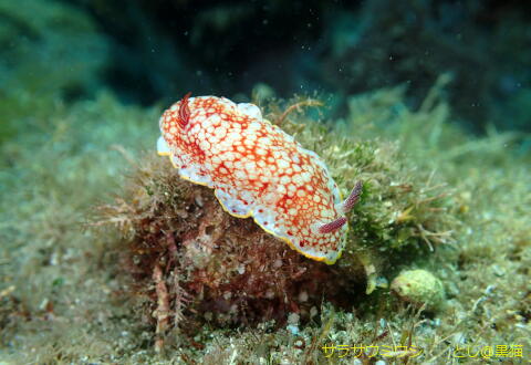 西伊豆 大瀬崎 外海でウミウシ探し その2