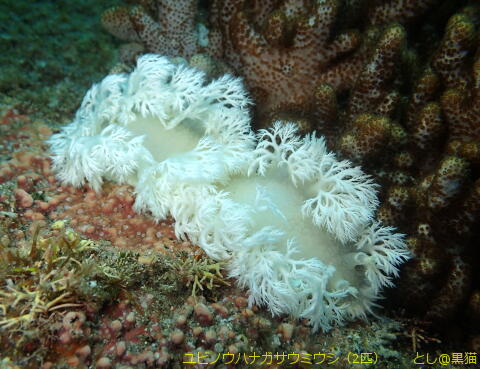 西伊豆 大瀬崎 外海でウミウシ探し その2