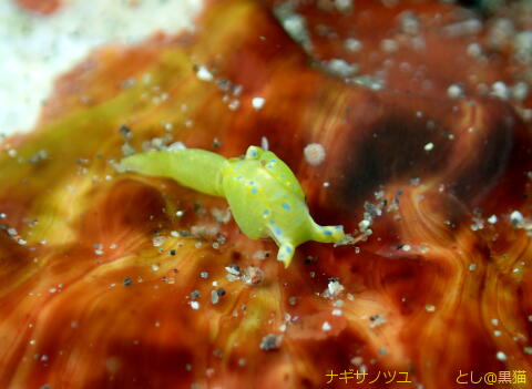 西伊豆 大瀬崎 外海でウミウシ探し その2