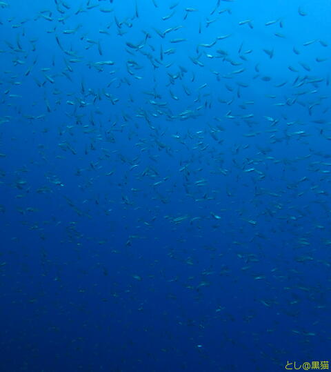 西伊豆 大瀬崎 外海でウミウシ探し その2